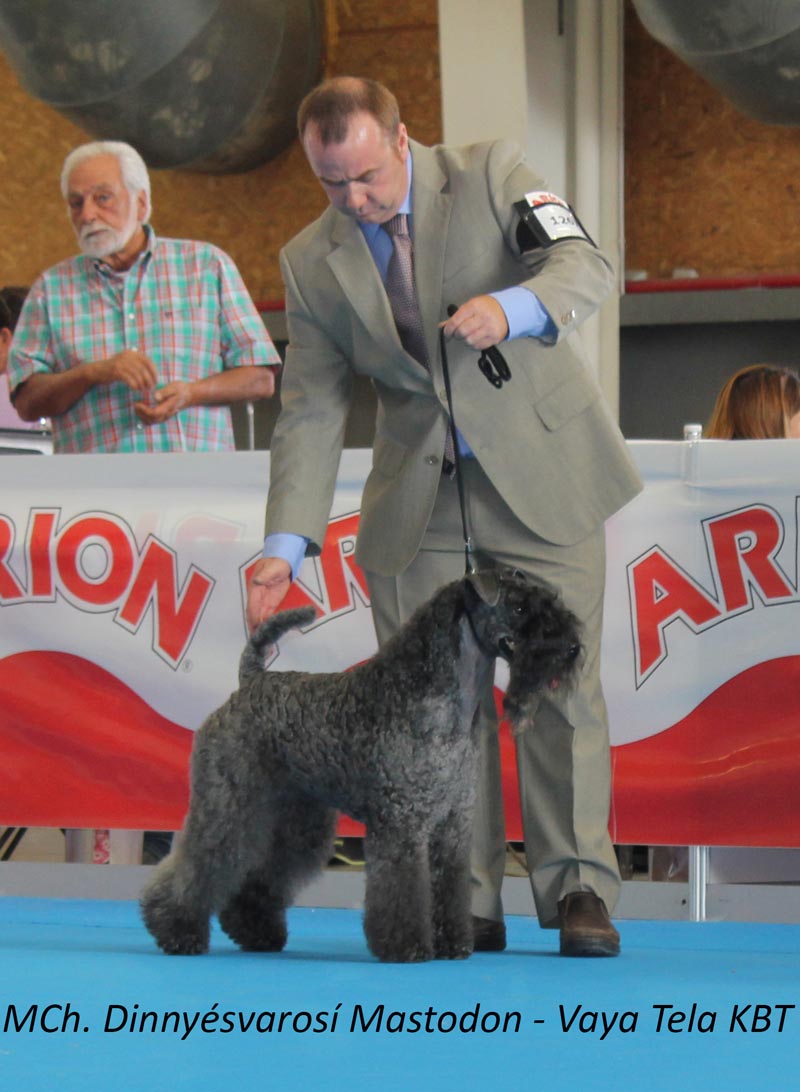 Exposicion Talavera BOB Kerry Blue Terrier