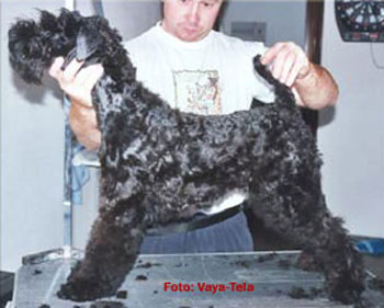 ares cachorro kerry blue terrier
