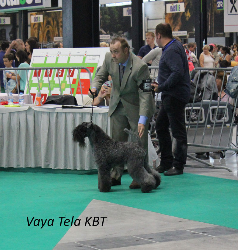 Exposicion Internacional Kerry Blue Terrier