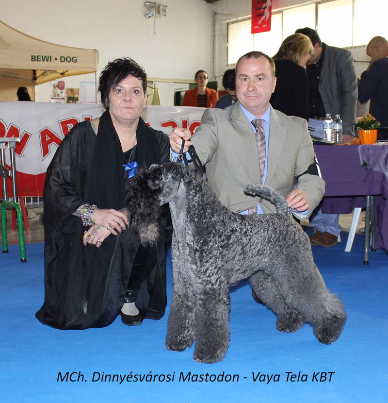 Kerry Blue Terrier Exposicion Canina En Valls