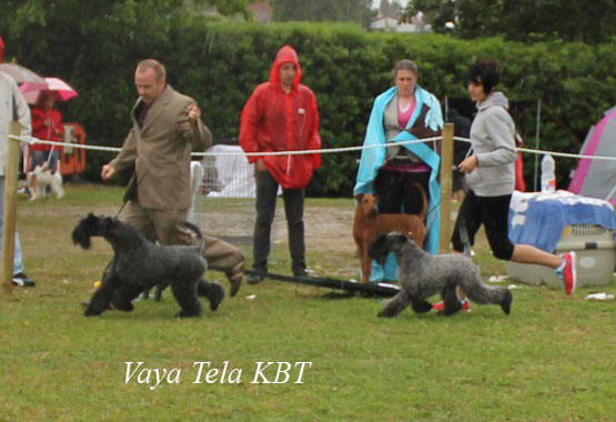 Exposicion Monografica Kerry Blue Terrier 2014